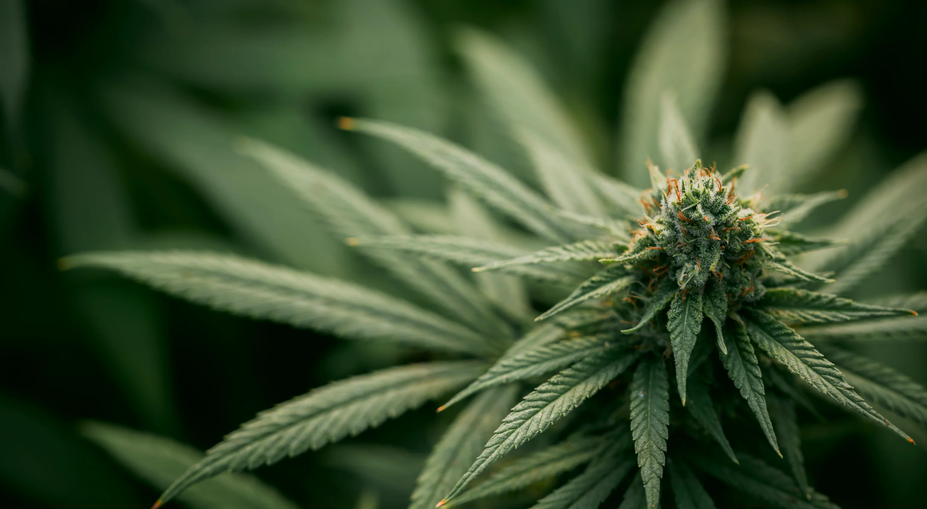 Medizinisches Cannabis sicher online bestellen